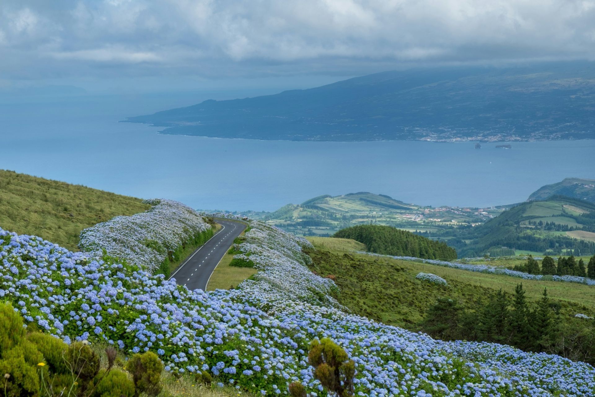Hortenzie jsou i zde, Faial