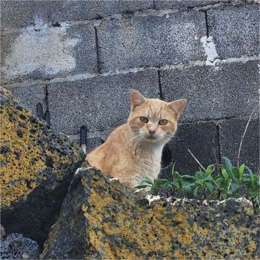 Kočka z El Hierra