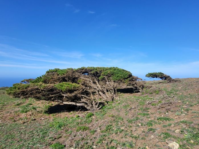 Sabinar. Jalovce na El Hierru