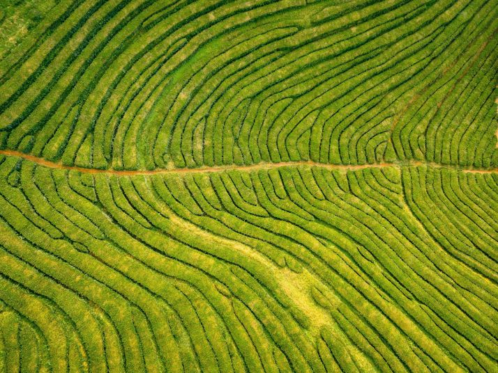 Jediné evropské čajové plantáže. São Miguel