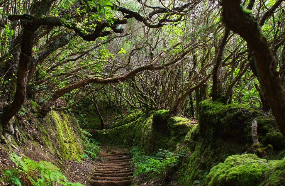 Třetihorní prales na Tenerife, Kanárské ostrovy