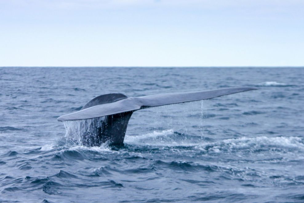 Sledování velryb. São Miguel