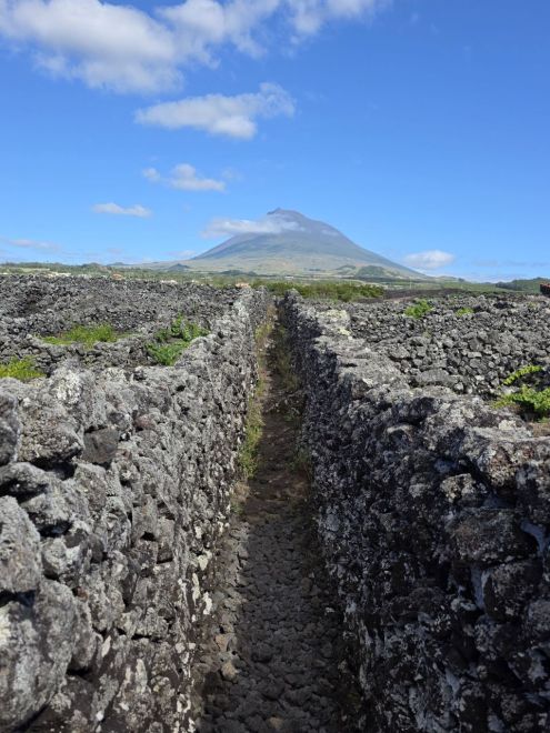 Zídky a UNESCO vinice na Pico, Azory