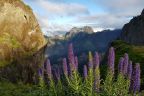 Echium candicans, ostrov Madeira