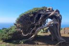 Sabinar, El Hierro na Kanárech